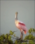 Roseate-Spoonbill;Florida;Ajaia-ajaja;one-animal;close-up;color-image;photograph